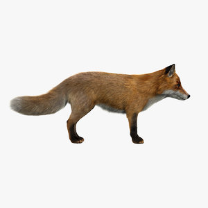 red fox fur 3d model